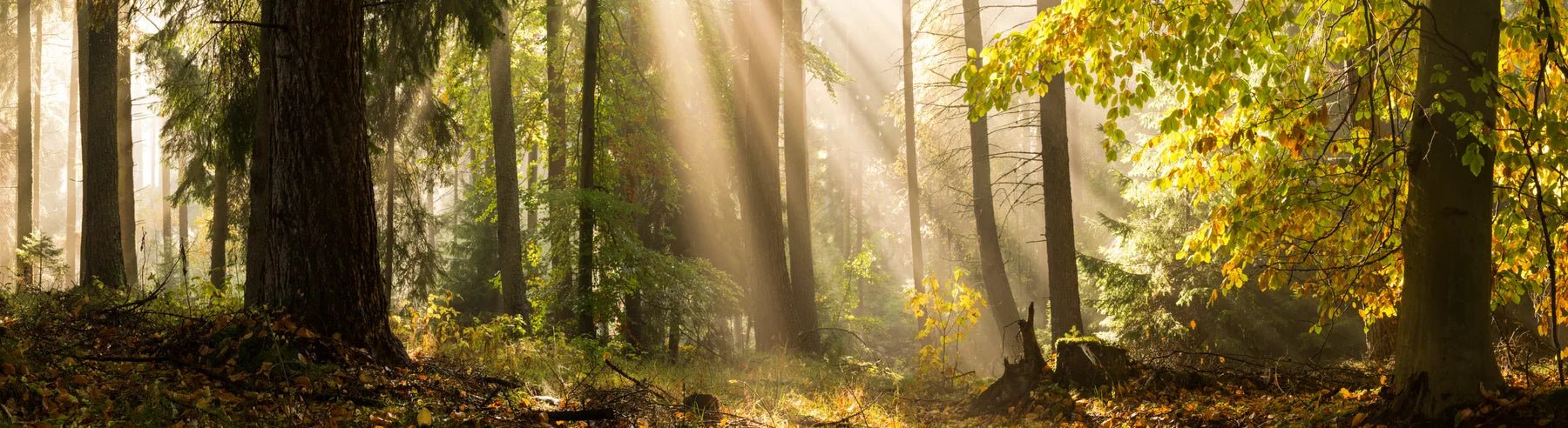 Badewannenrückwand Lichtstrahlen im Wald - Schön und Wieder