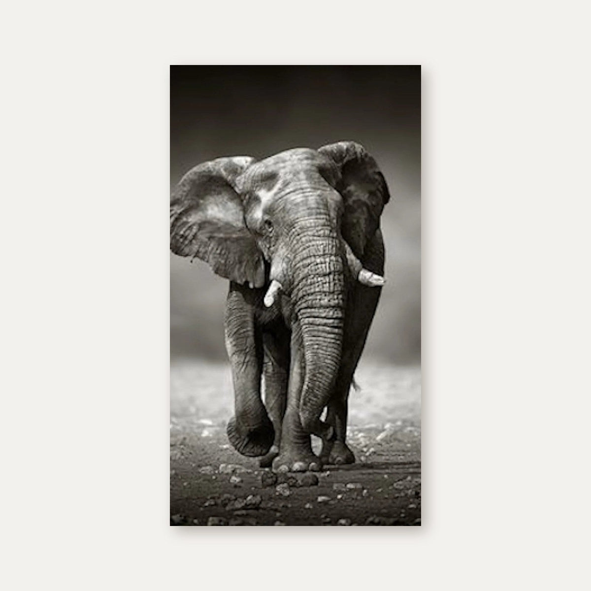 Duschrückwand Afrikanischer Elefant (Schwarzweiß) - Schön und Wieder
