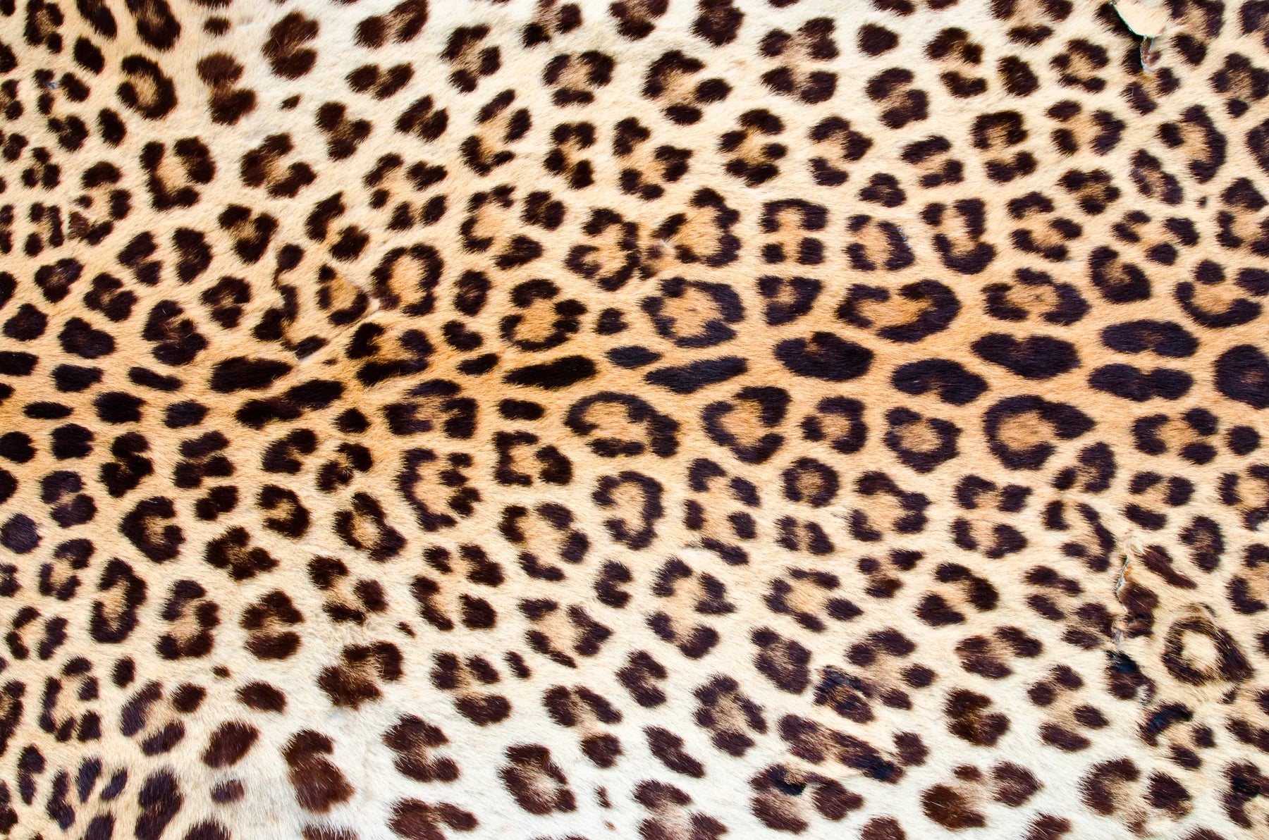 Duschrückwand Leopardenfell Muster - Schön und Wieder