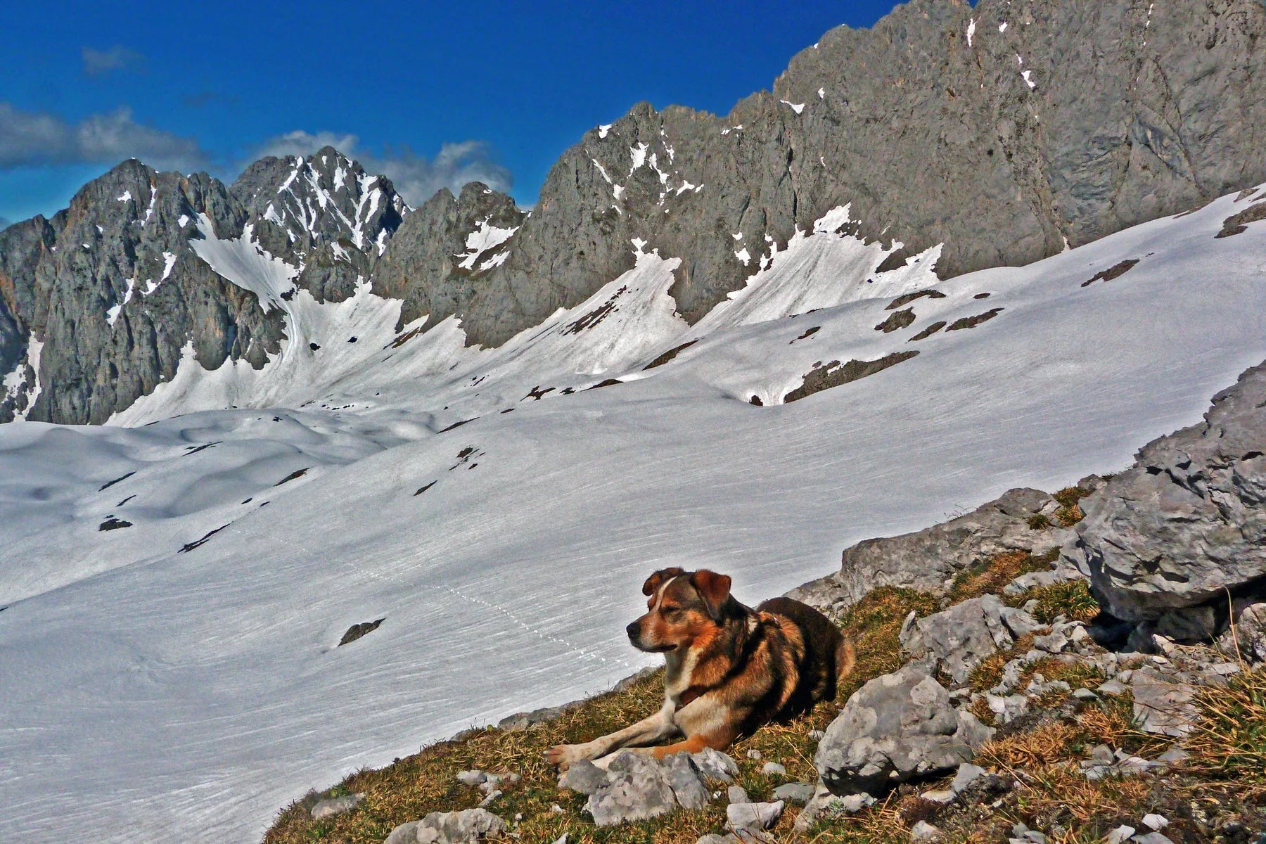 Hunderückwand Hund vor verschneiten Bergen - Schön und Wieder