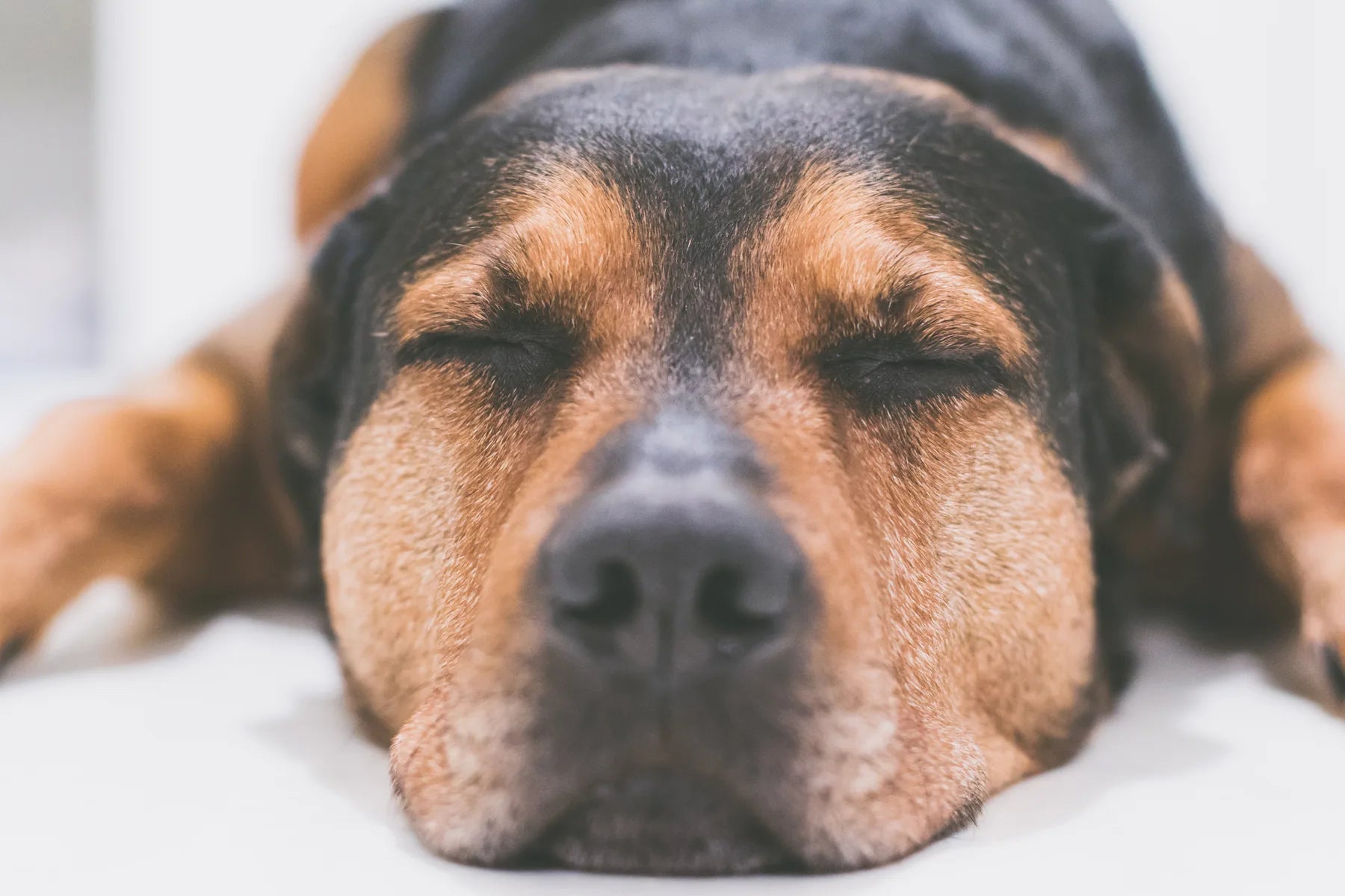Hunderückwand Schlafender Hund - Schön und Wieder