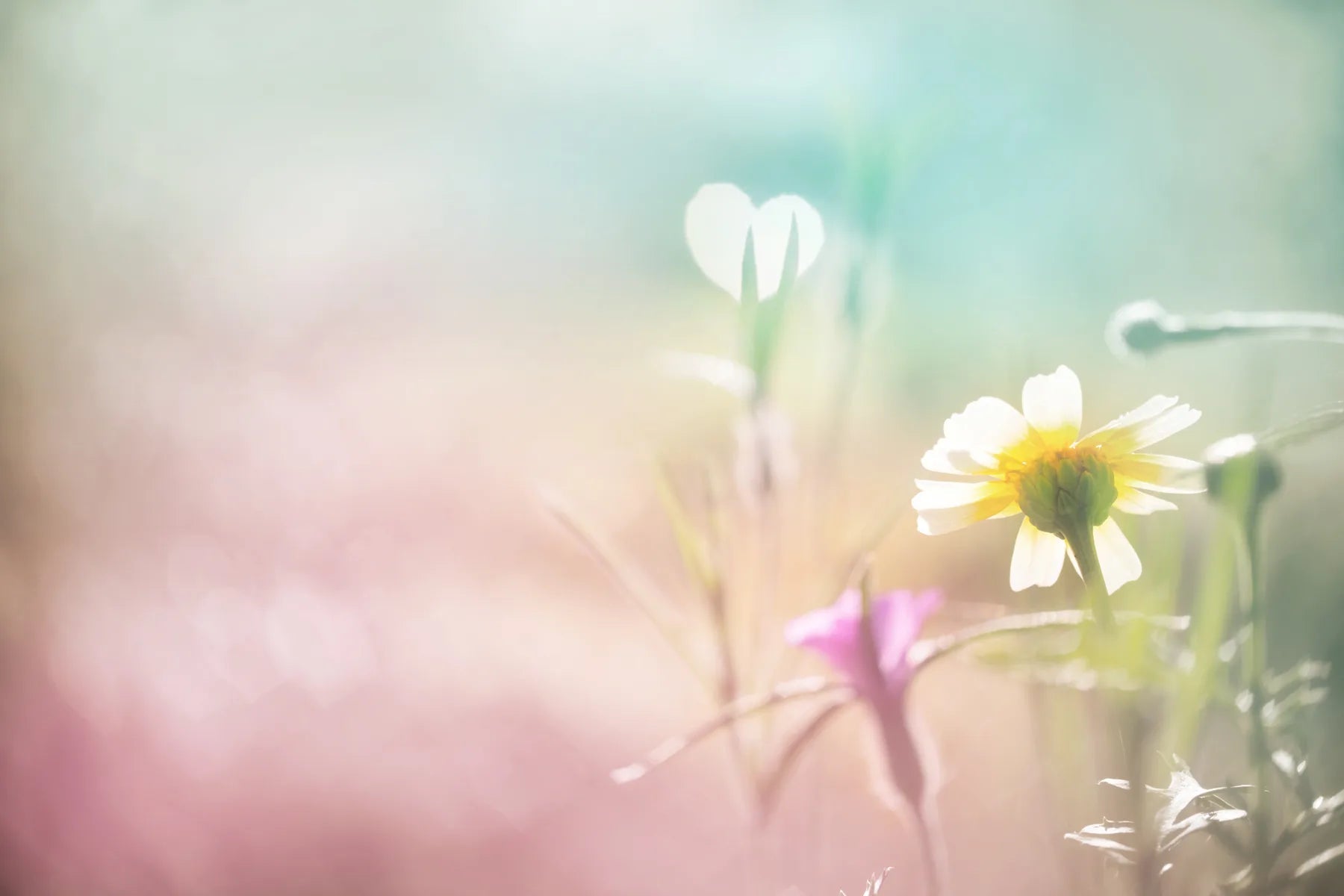 Küchenrückwand - Alu-Dibond - Blumen - Schön und Wieder