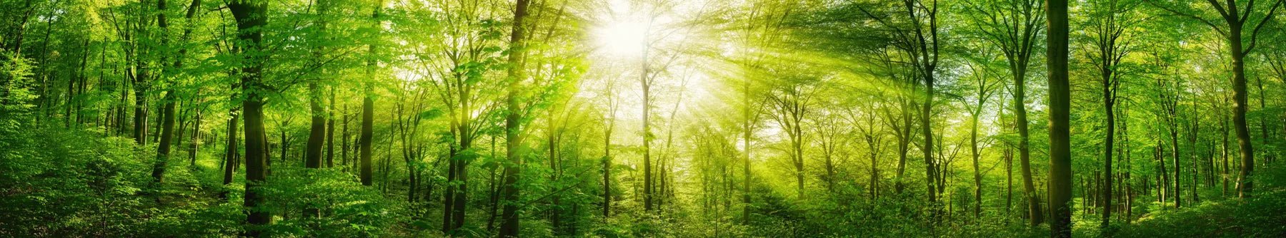 Küchenrückwand - Alu-Dibond - Wald - Schön und Wieder