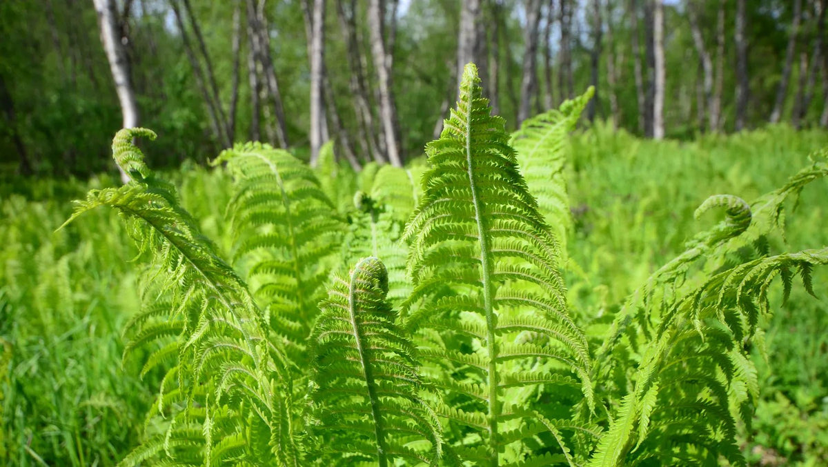 Küchenrückwand Frische Farne im Wald - Schön und Wieder