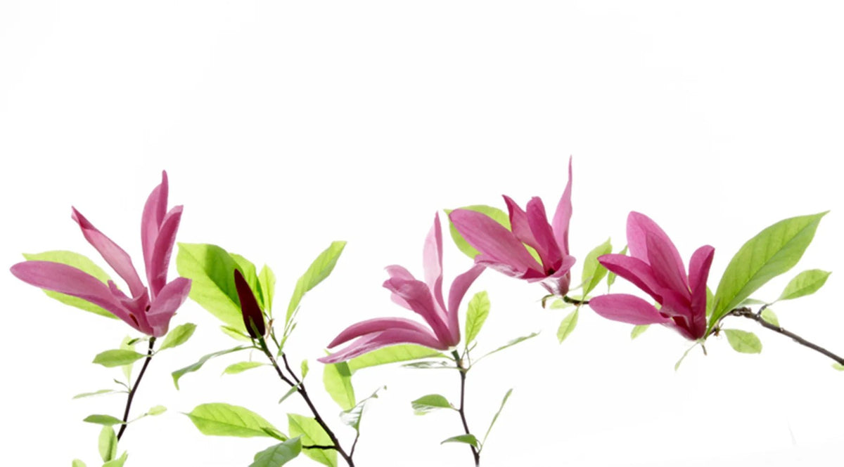 Küchenrückwand Pinke Magnolien mit grünen Blättern - Schön und Wieder