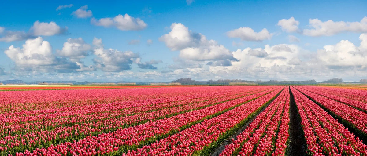 Küchenrückwand Rotes Tulpenfeld unter Wolkenhimmel - Schön und Wieder