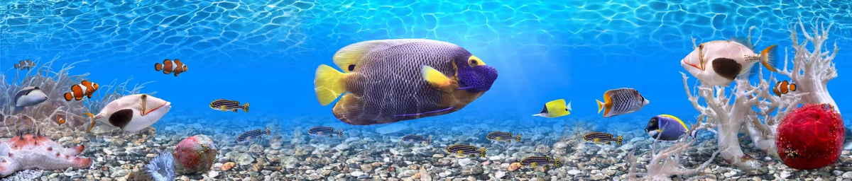 Küchenrückwand Unterwasserwelt mit tropischen Fischen - Schön und Wieder