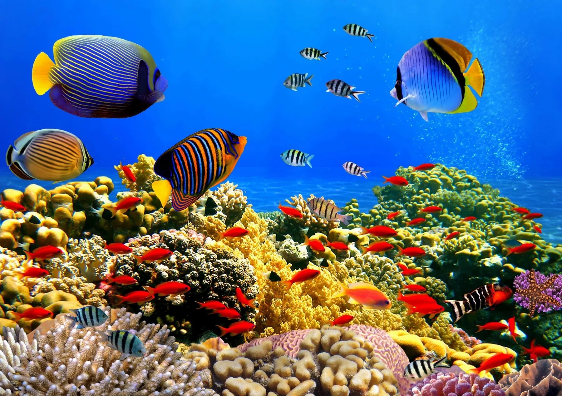 Spritzschutz Buntes Korallenriff mit Fischen - Schön und Wieder