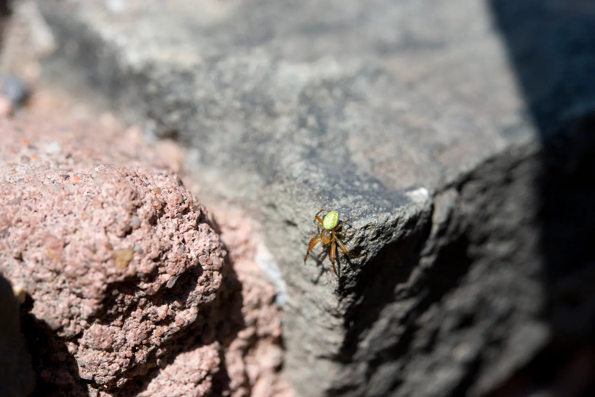 Spritzschutz Kleine Spinne auf Burgmauer - Schön und Wieder