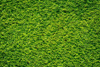 Waschbeckenrückwand Grüne Weinblätterwand