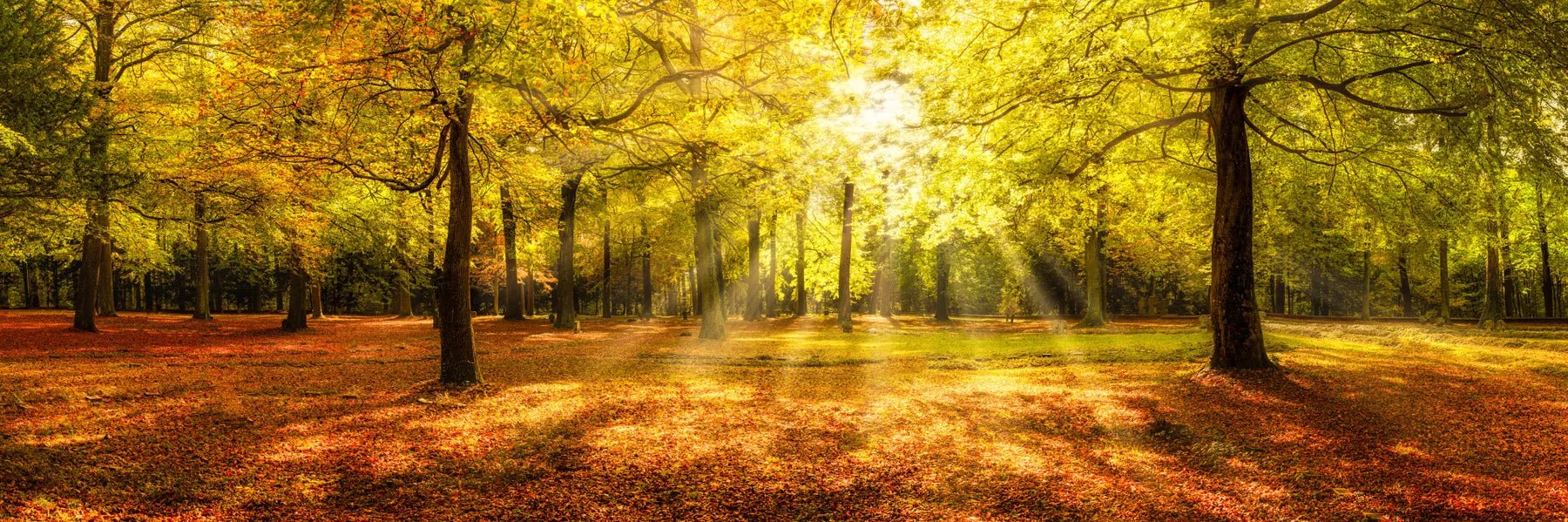 Badewannenrückwand Herbstwald mit Sonnenstrahlen - Schön und Wieder