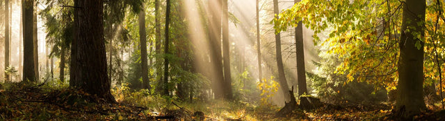 Badewannenrückwand Lichtstrahlen im Wald