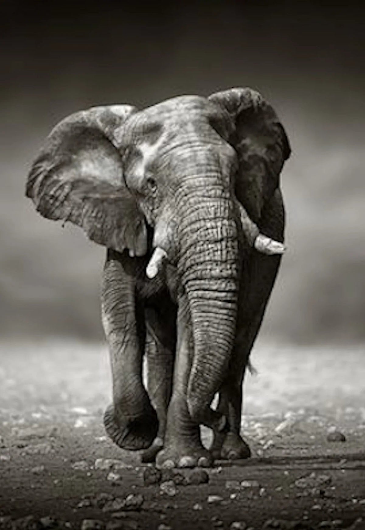 Duschrückwand Afrikanischer Elefant (Schwarzweiß) - Schön und Wieder