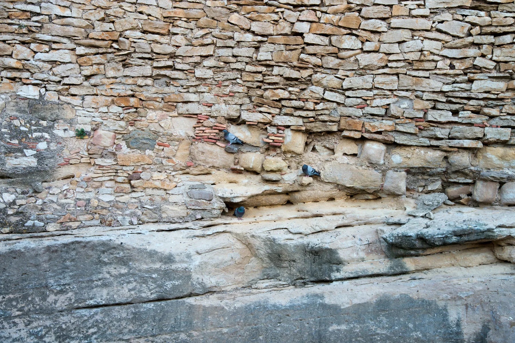 Duschrückwand Alte Steinmauer mit Tauben - Schön und Wieder