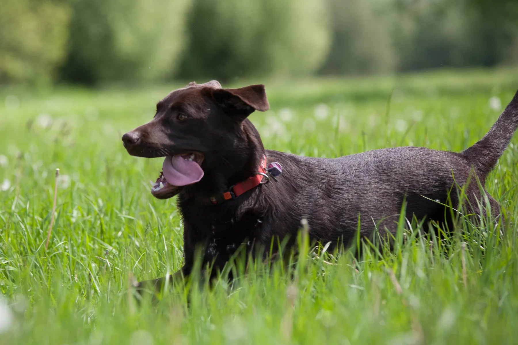 Hunderückwand Brauner Hund auf der Wiese - Schön und Wieder