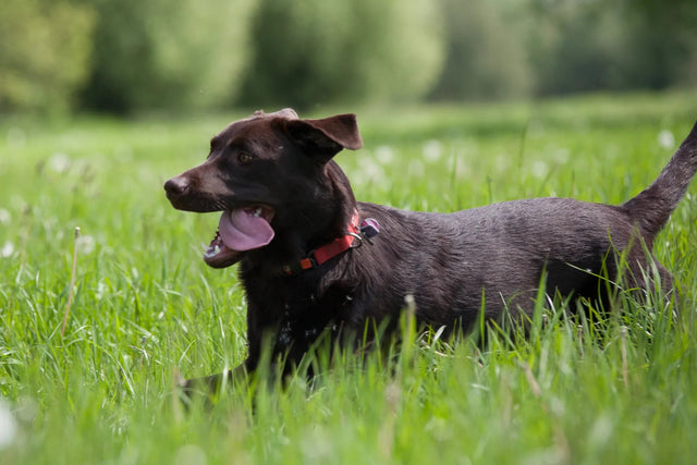Hunderückwand Brauner Hund auf der Wiese