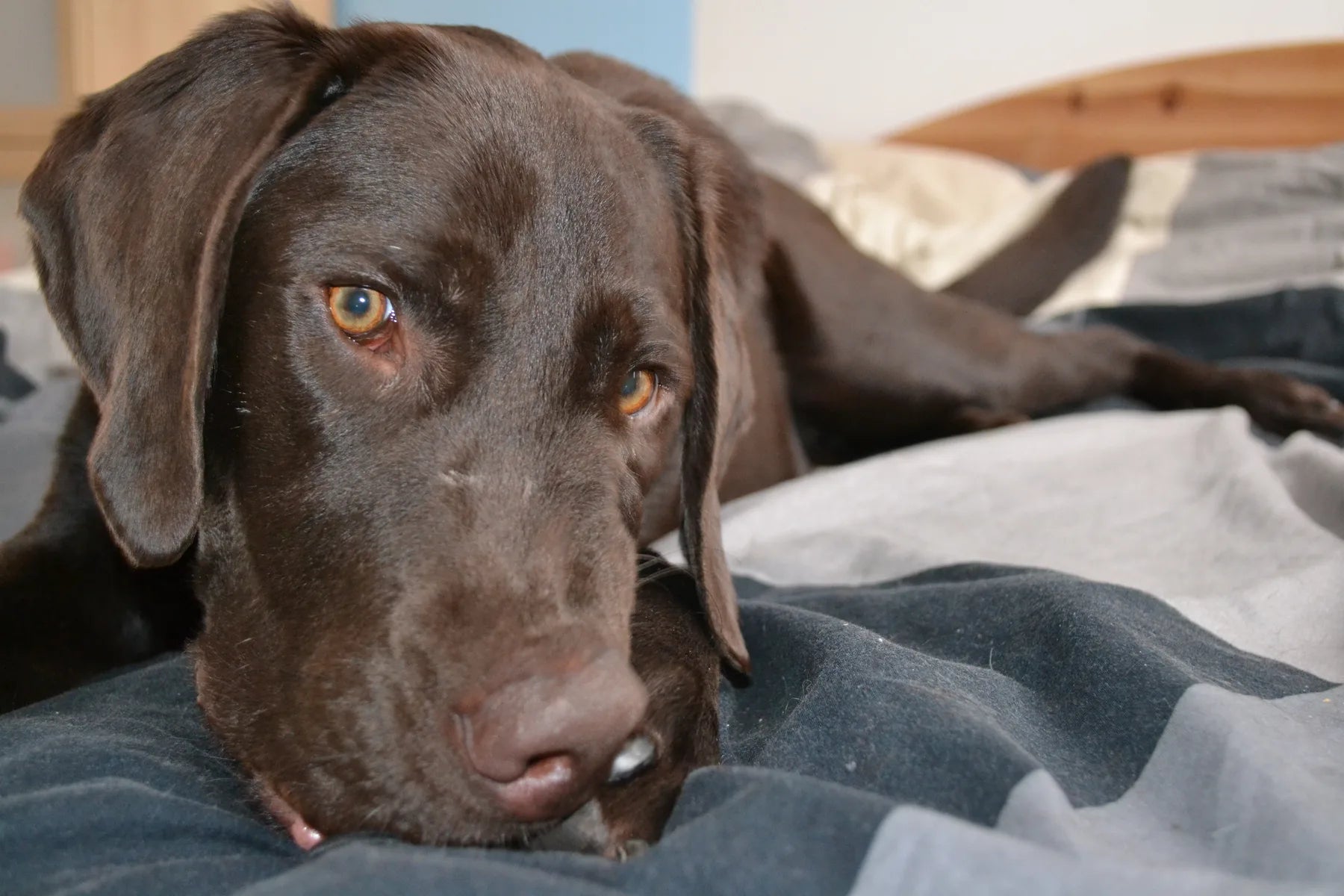 Hunderückwand Brauner Labrador - Schön und Wieder
