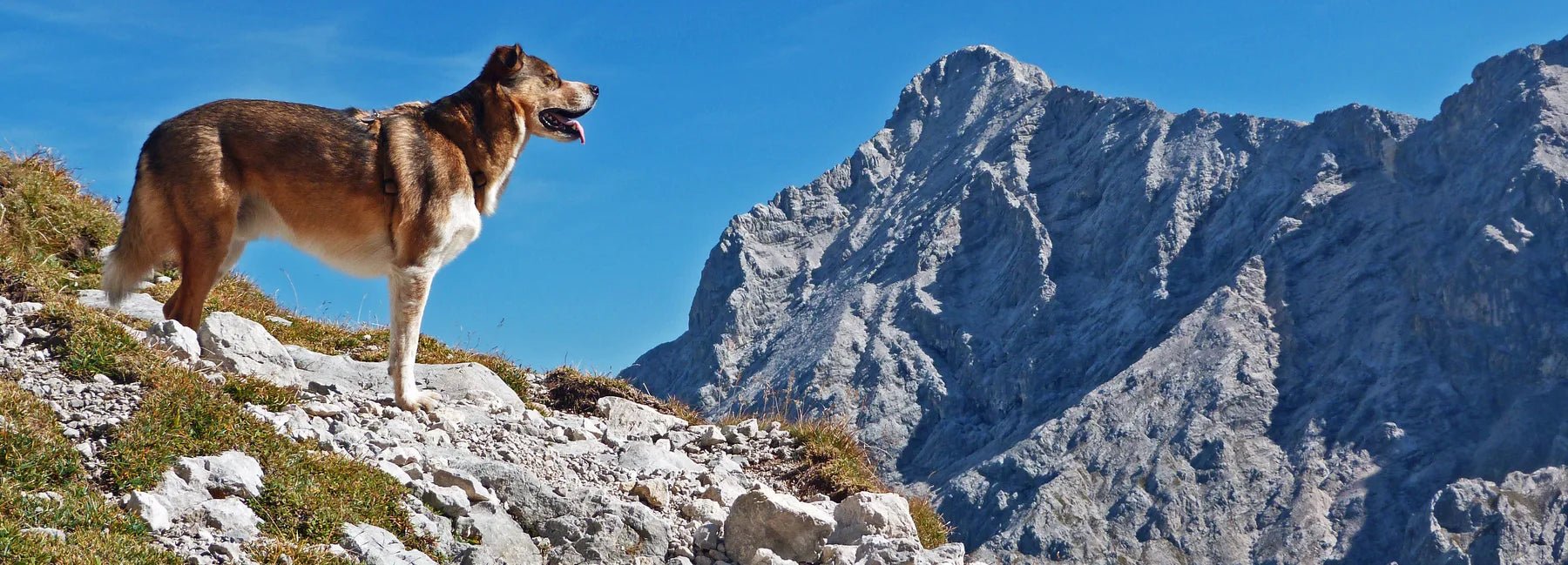 Hunderückwand Hund auf Felsgrat vor Bergen () - Schön und Wieder
