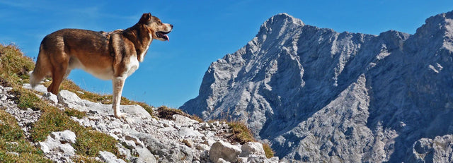 Hunderückwand Hund auf Felsgrat vor Bergen ()