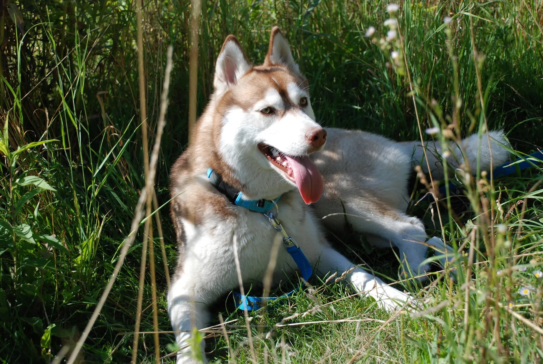 Hunderückwand Husky im Gras liegend - Schön und Wieder