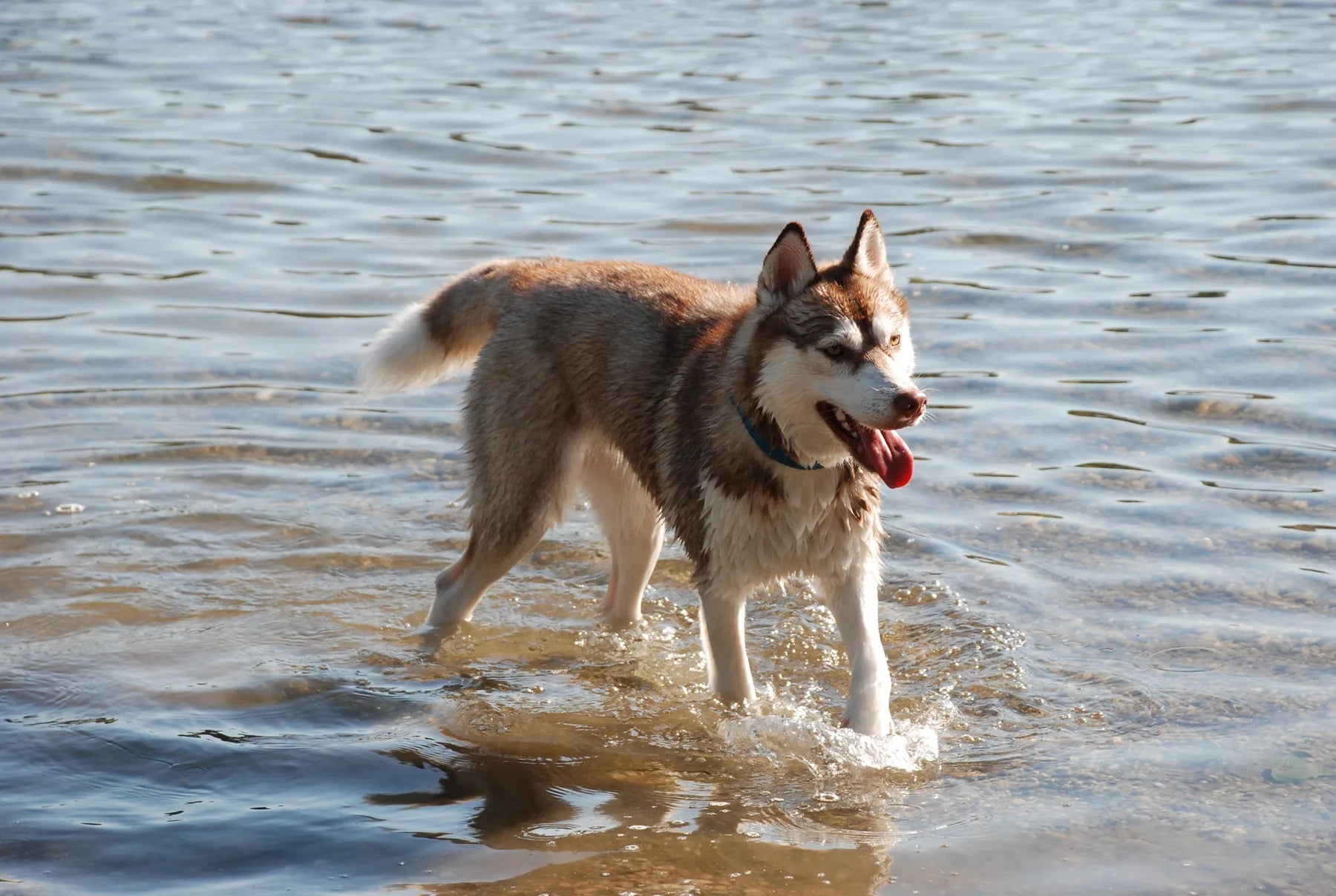 Hunderückwand Husky im Wasser - Schön und Wieder