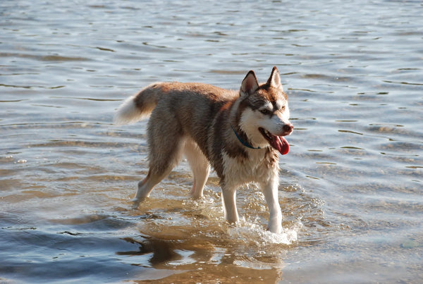 Hunderückwand Husky im Wasser