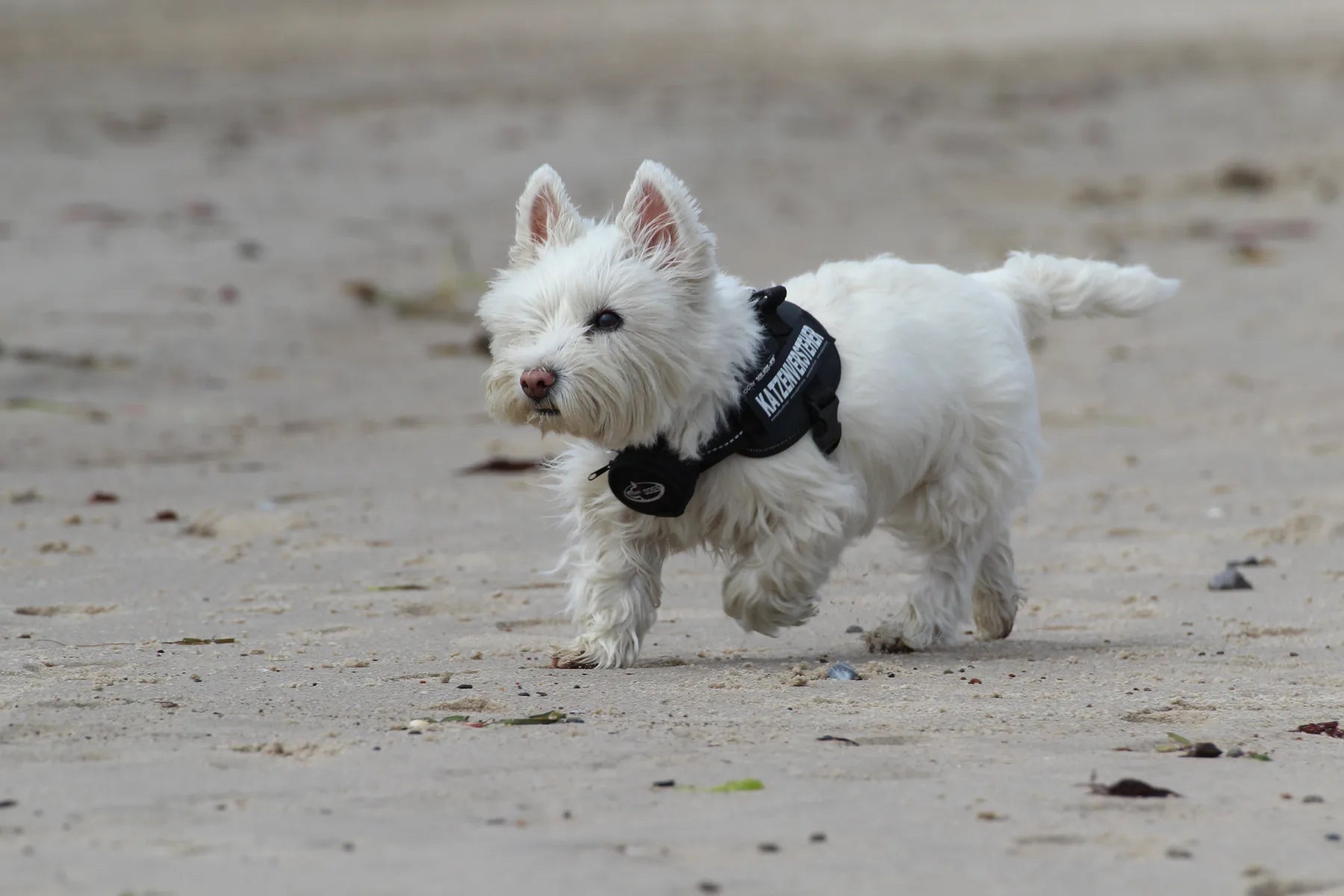 Hunderückwand Westie-Terrier läuft am Strand - Schön und Wieder