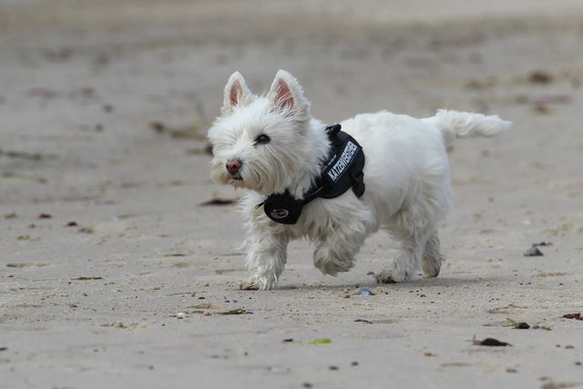Hunderückwand Westie-Terrier läuft am Strand