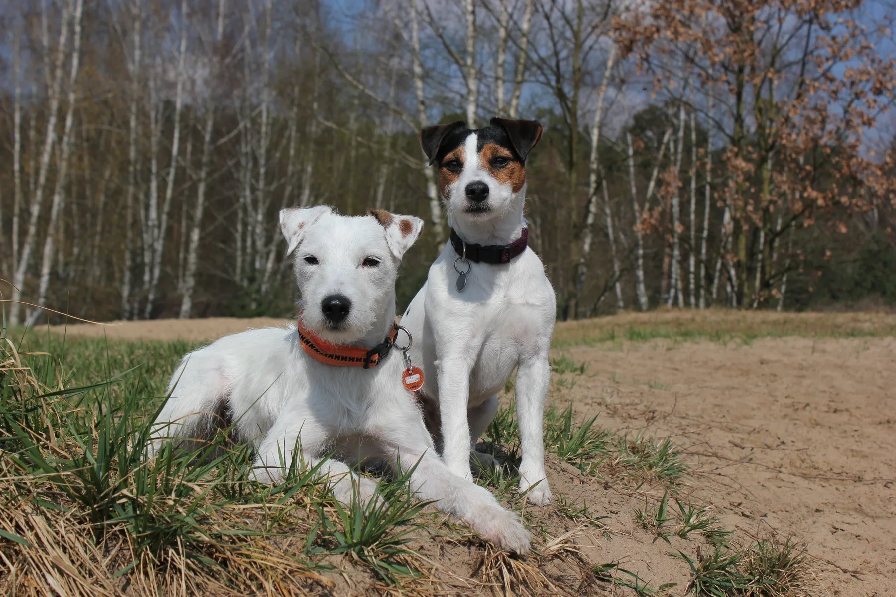 Hunderückwand Zwei Jack-Russell-Terrier - Schön und Wieder