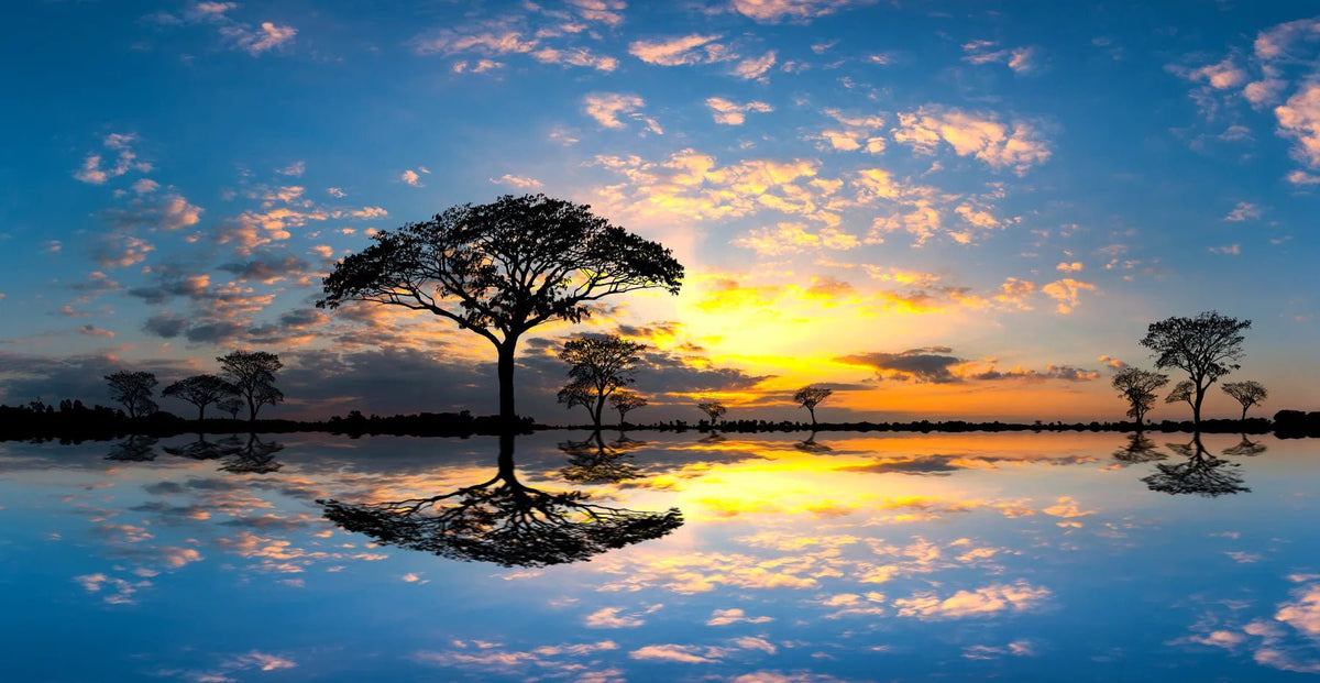 Küchenrückwand Afrikanischer Baum bei Sonnenuntergang mit Spiegelung - Schön und Wieder