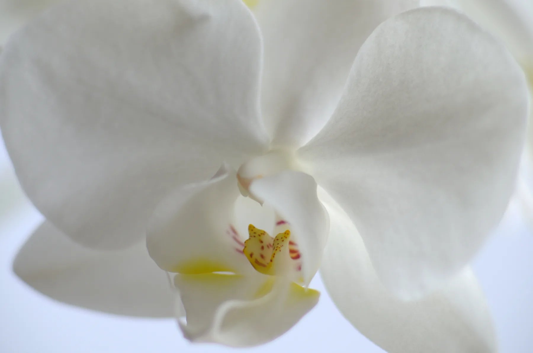 Küchenrückwand - Alu-Dibond - Orchidee - Schön und Wieder