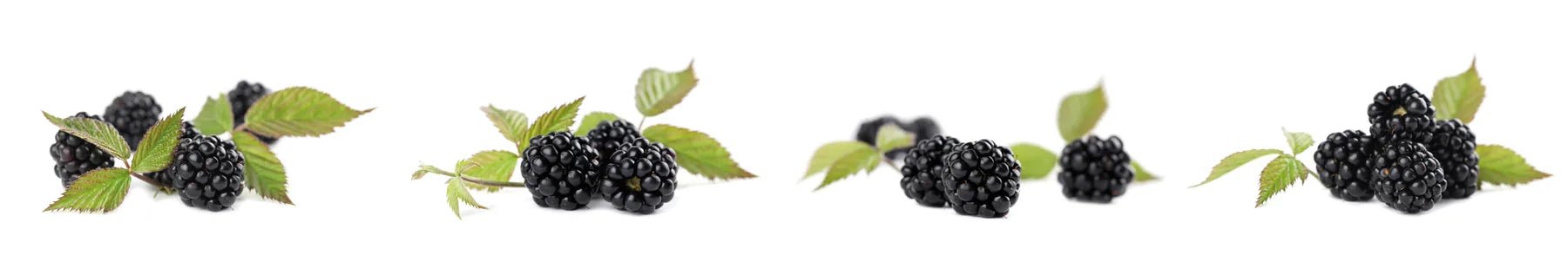 Küchenrückwand Brombeeren - Schön und Wieder