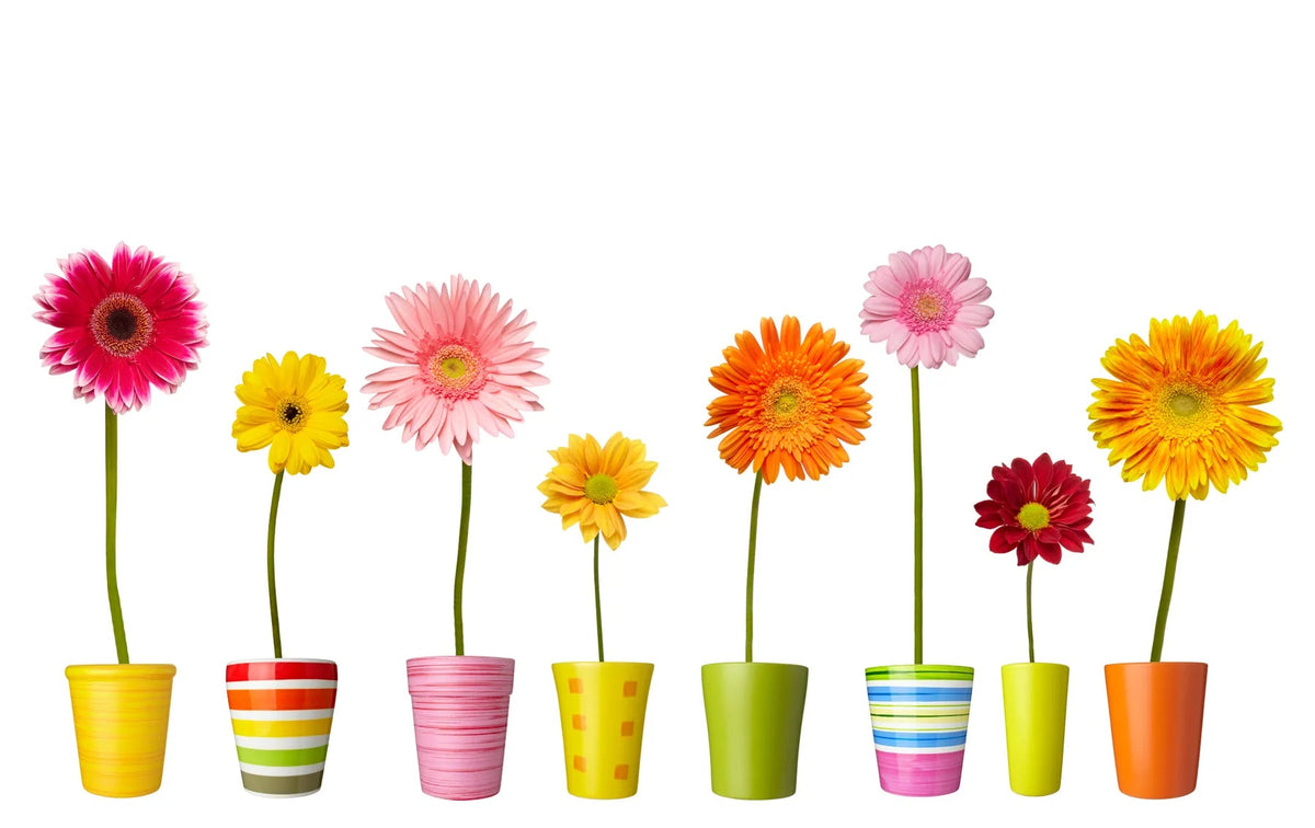 Küchenrückwand Bunte Gerbera in Töpfen - Schön und Wieder