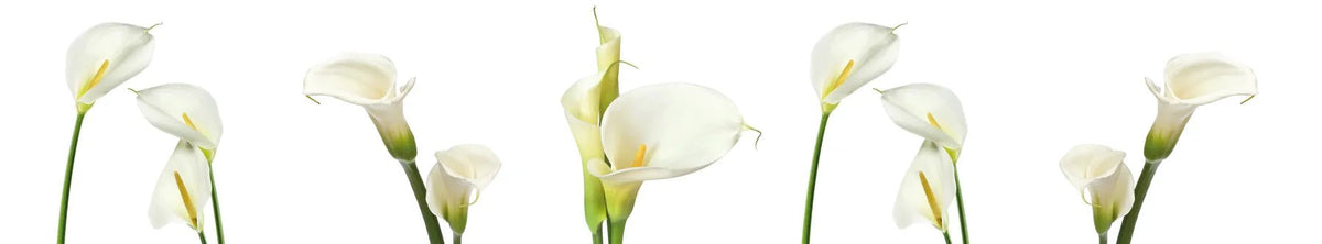 Küchenrückwand Calla-Blüten Reihe Extralang - Schön und Wieder