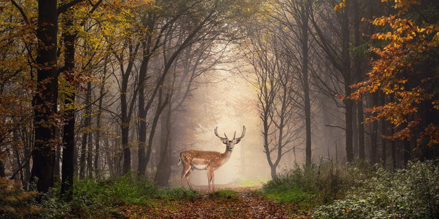 Küchenrückwand Damhirsch im nebligen Herbstwald