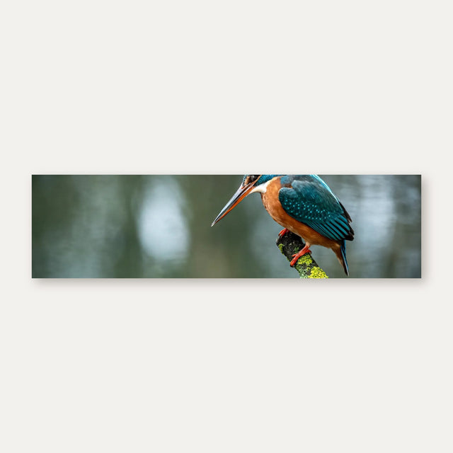 Küchenrückwand Eisvogel auf Ast