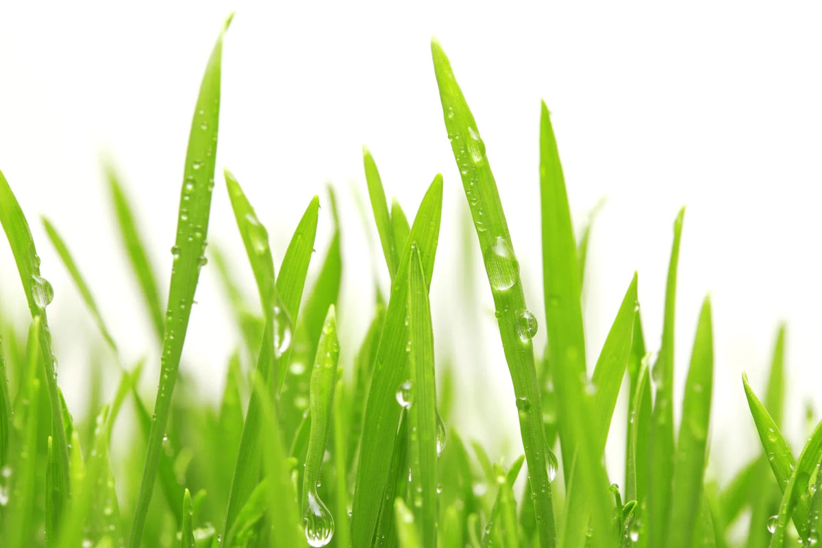 Küchenrückwand Frisches Gras mit Tau - Schön und Wieder