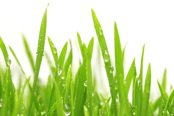 Küchenrückwand Frisches Gras mit Tau