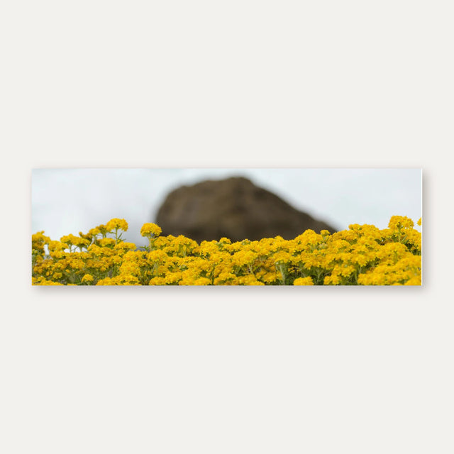 Küchenrückwand Gelbe Blumenwiese vor Felsen