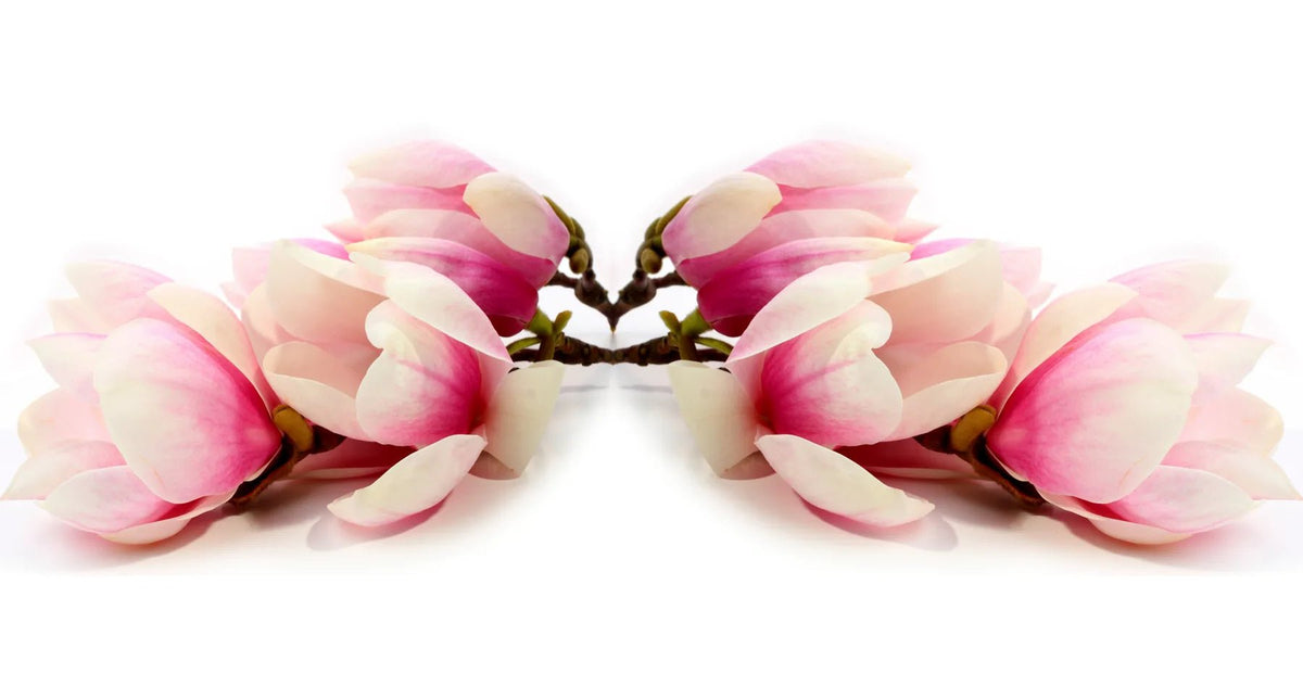Küchenrückwand Gespiegelte Magnolien-Komposition - Schön und Wieder