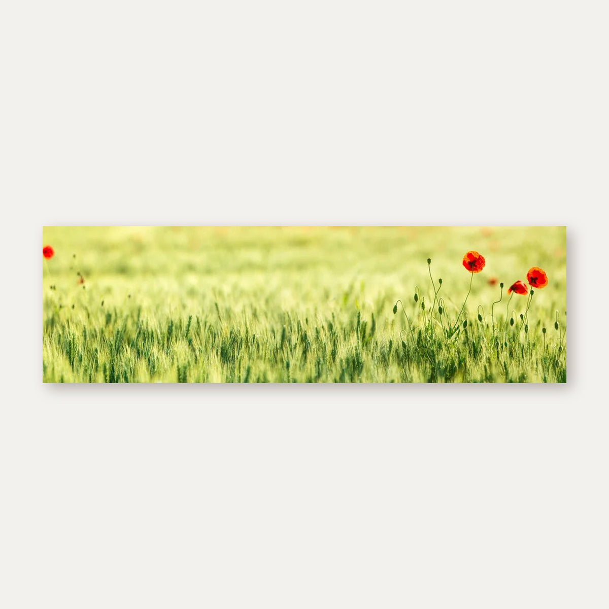Küchenrückwand Getreidefeld mit Mohnblumen
