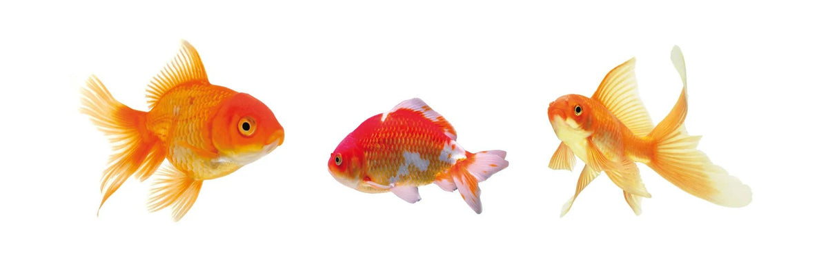 Küchenrückwand Goldfische auf Weiß - Schön und Wieder