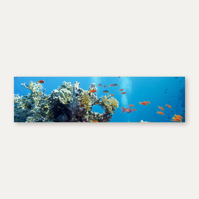 Küchenrückwand Korallenriff mit bunten Fischen