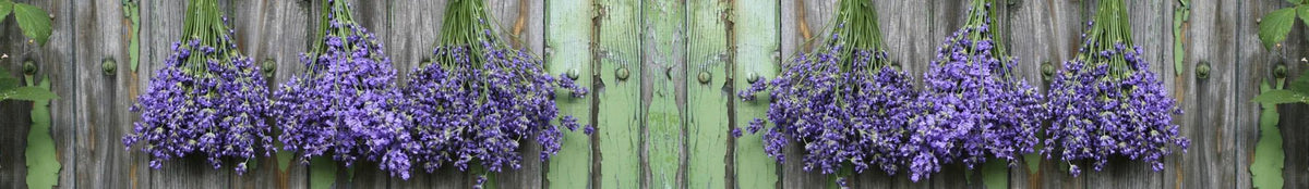 Küchenrückwand Lavendelbündel an Holzwand () - Schön und Wieder