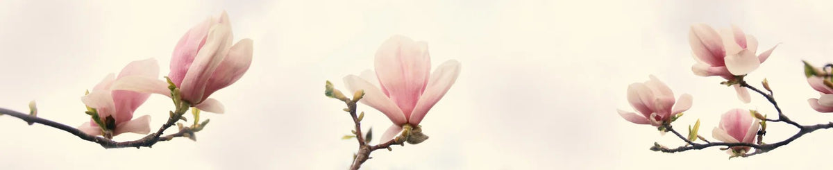 Küchenrückwand Magnolienblüten Extralang - Schön und Wieder