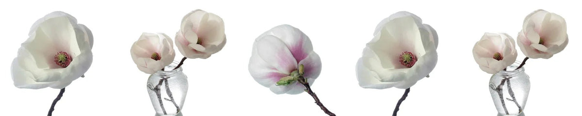 Küchenrückwand Magnolienblüten weiß - Schön und Wieder