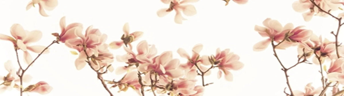 Küchenrückwand Magnolienzweige () - Schön und Wieder
