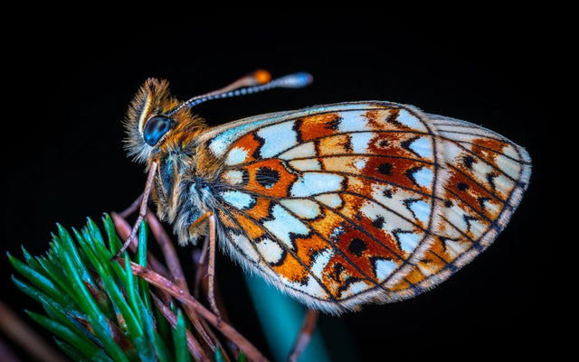 Küchenrückwand Orange-weißer Schmetterling