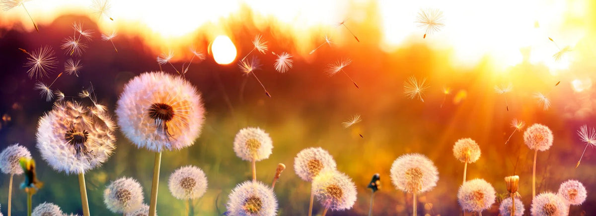 Küchenrückwand Pusteblumen im Sonnenuntergang - Schön und Wieder