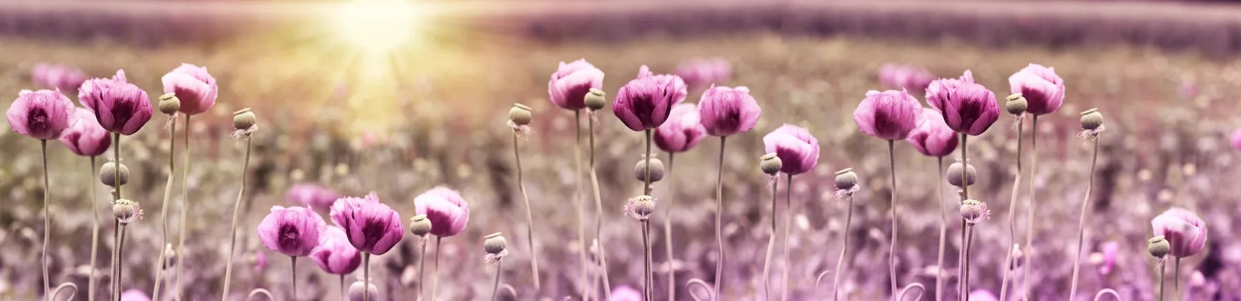 Küchenrückwand Rosa Mohnblumenfeld - Schön und Wieder